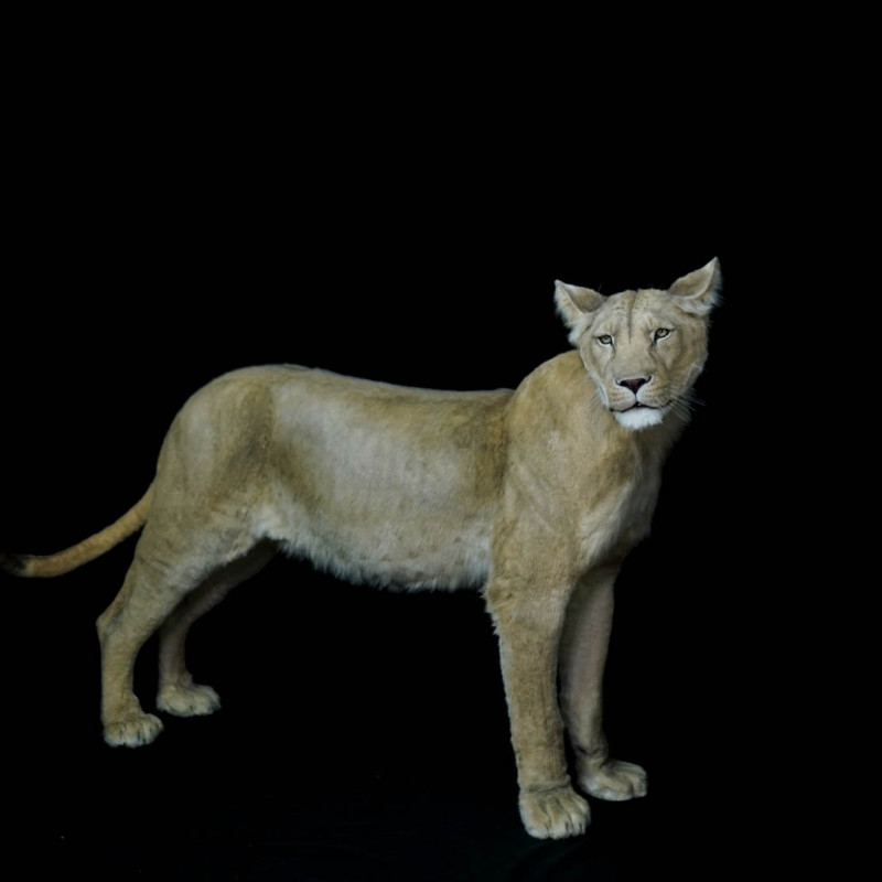 Lioness Live Size Replica