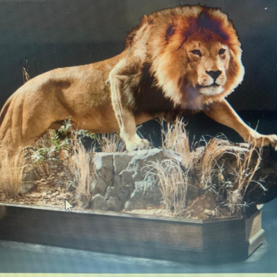 Lion Life-Size Replica