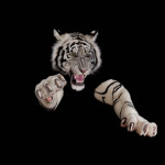 White Tiger Head with Paws