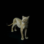 Lioness Live Size Replica