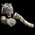 White Tiger Head with Paws