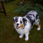 Full-size replica Australian Shepherd