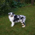 Full-size replica Australian Shepherd