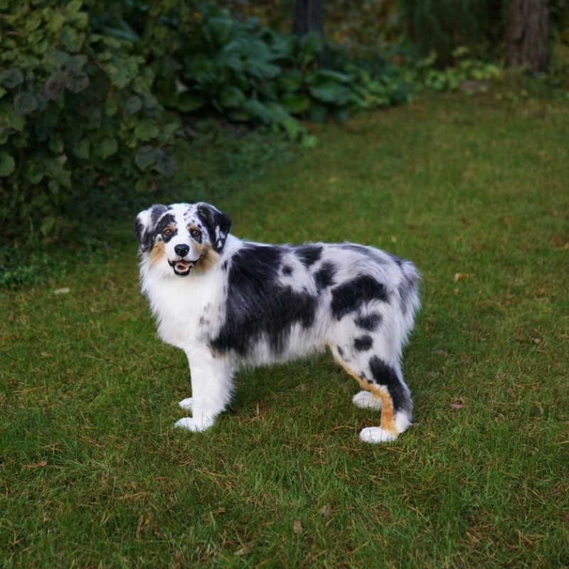 Full-size replica Australian Shepherd