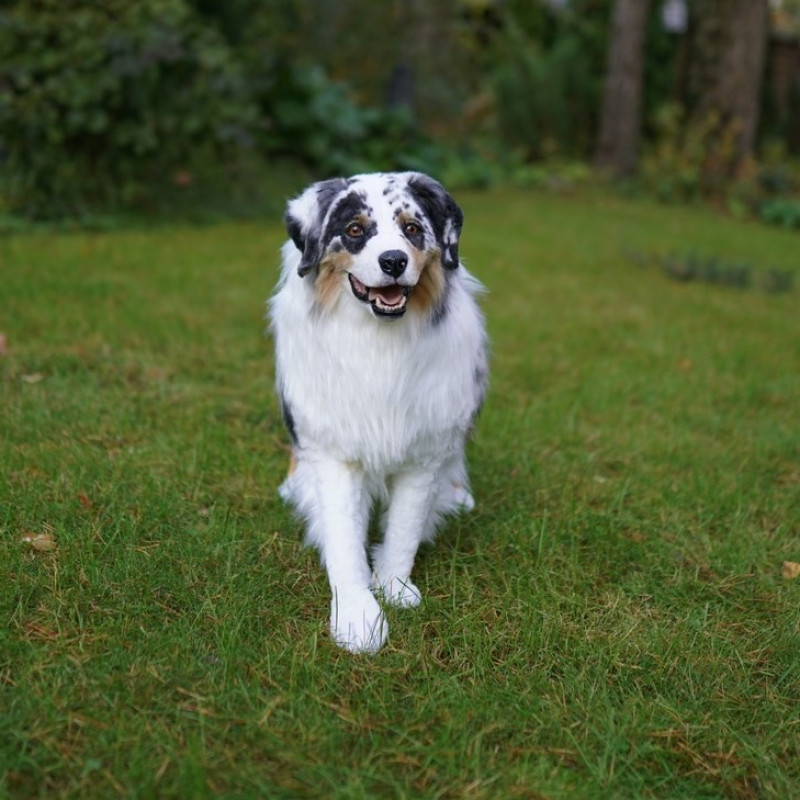 Full-size replica Australian Shepherd