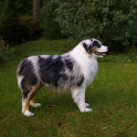 Full-size replica Australian Shepherd