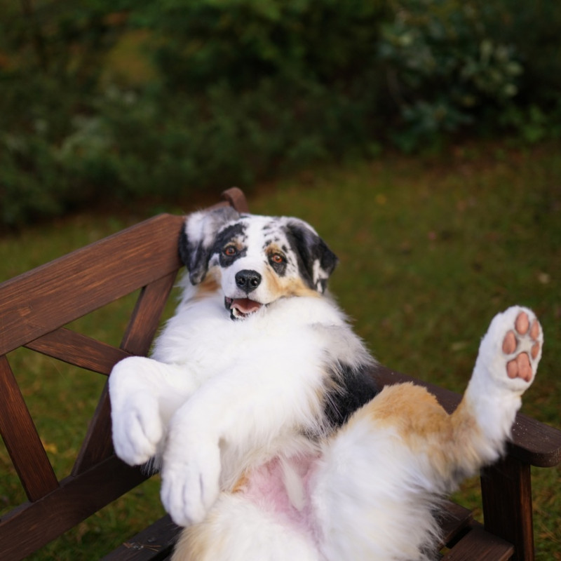 Full-size replica Australian Shepherd