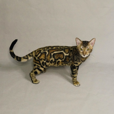 Realistic Cat Movie Prop