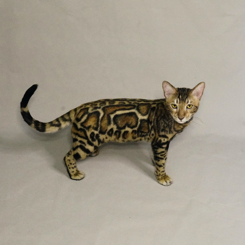 Realistic Cat Movie Prop