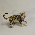 Realistic Cat Movie Prop