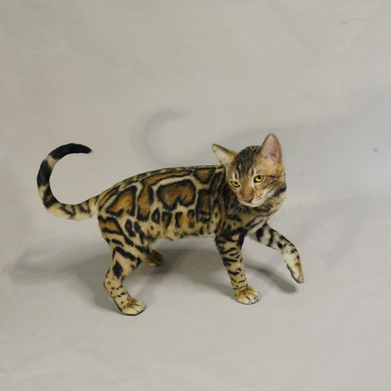 Realistic Cat Movie Prop