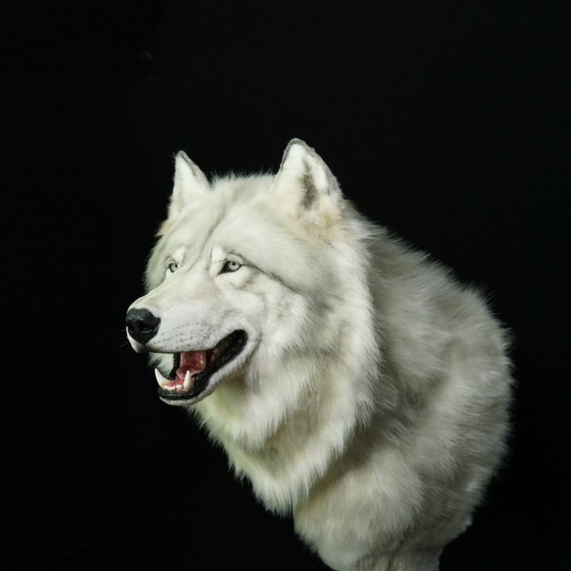 Direwolf Head on a Pedestal
