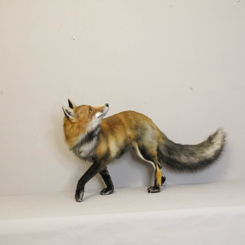 Realistic Fox Movie Prop