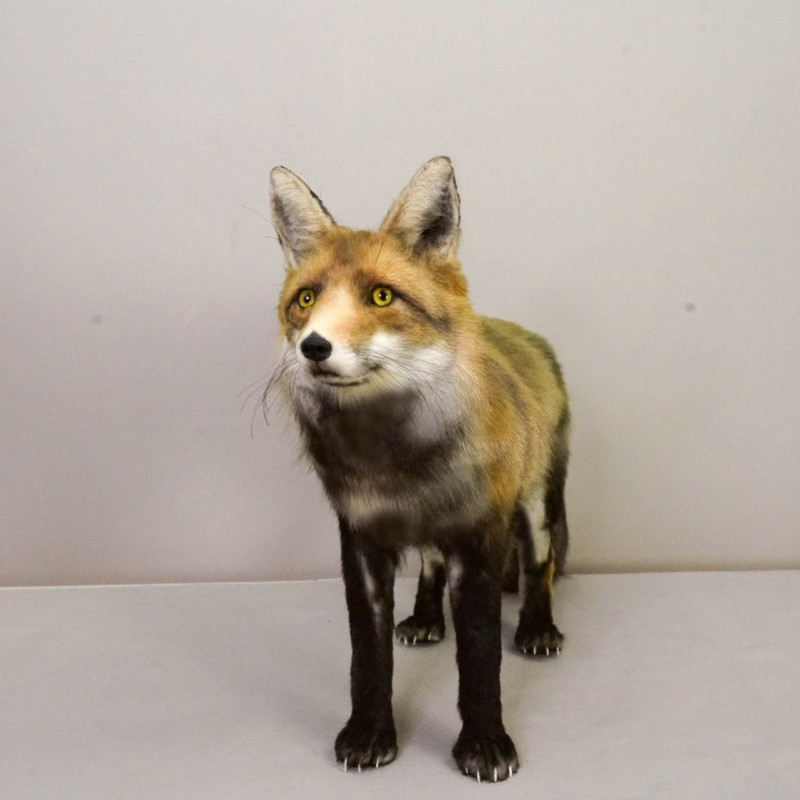 Realistic Fox Movie Prop