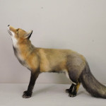 Realistic Fox Movie Prop