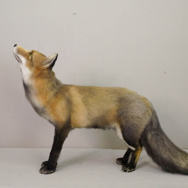 Realistic Fox Movie Prop