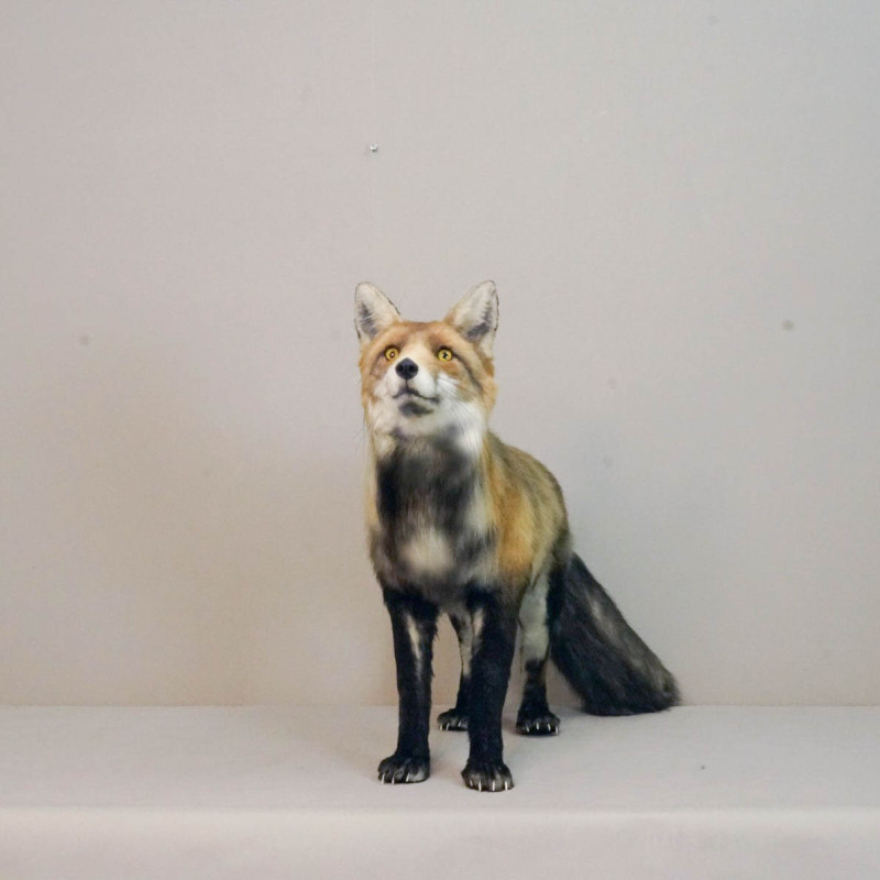 Realistic Fox Movie Prop