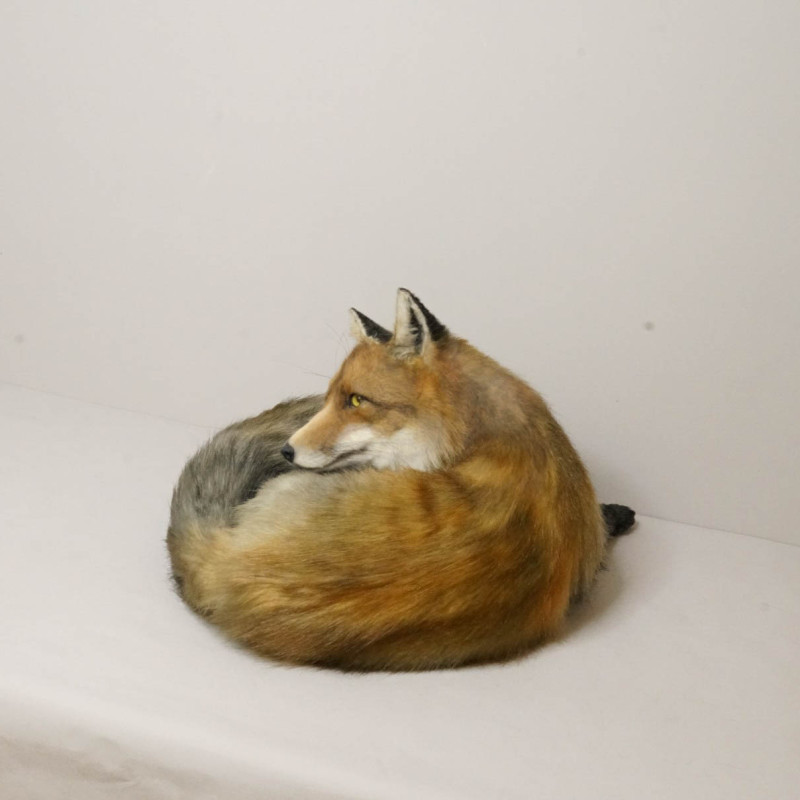 Realistic Fox Movie Prop