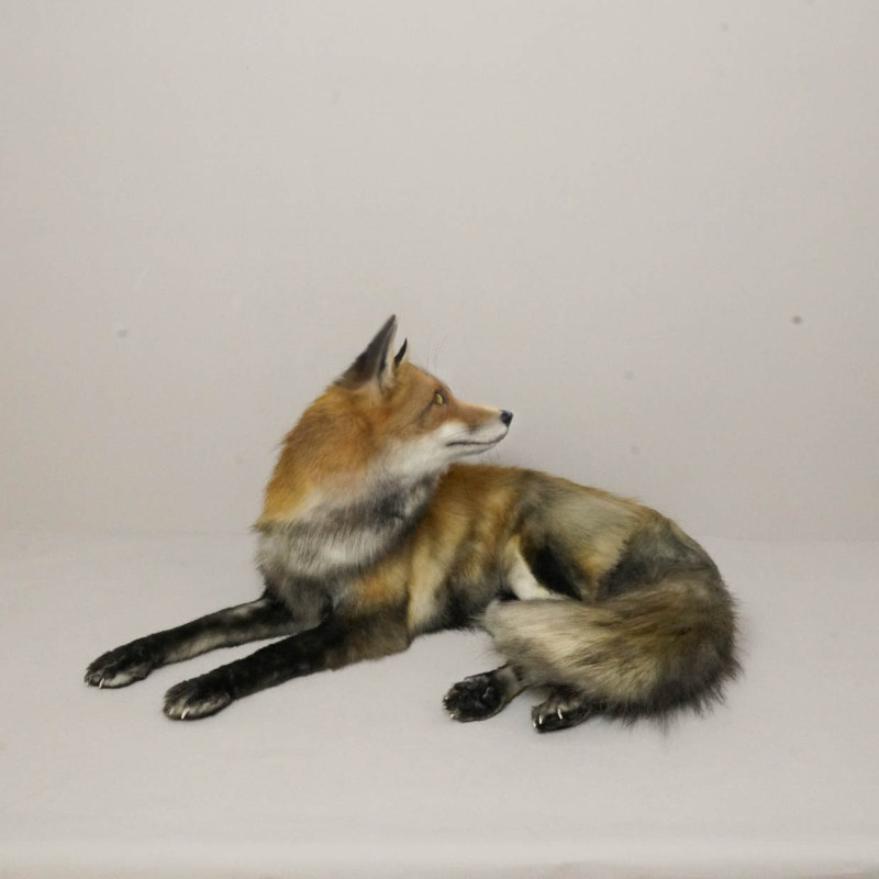 Realistic Fox Movie Prop