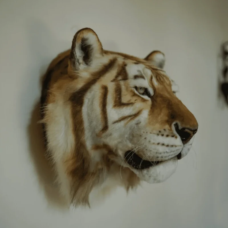 Support mural tête de tigre doré