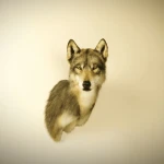 「灰色オオカミの頭」ウォールマウントのリアルなコピー