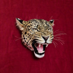 Leopard Head Replica with Head Mount