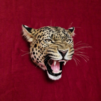 Leopard Head Replica with Head Mount