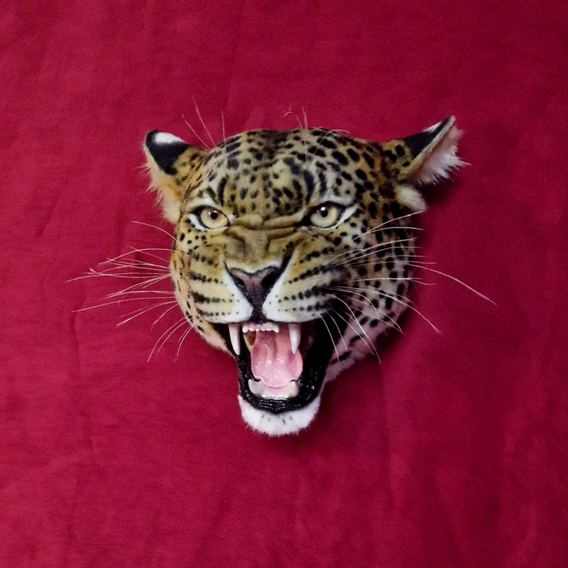 Leopard Head Replica with Head Mount