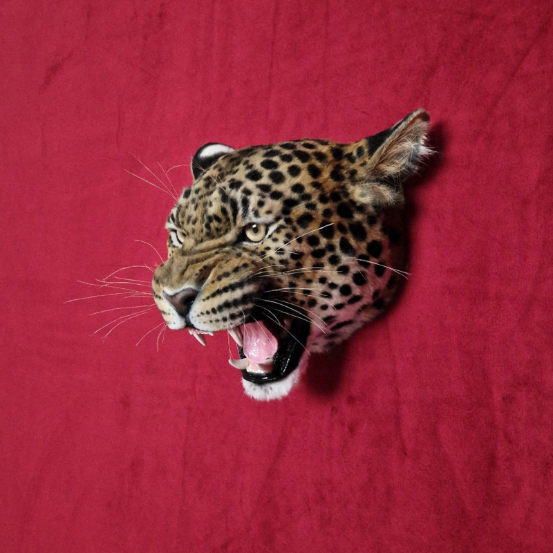 Leopard Head Replica with Head Mount