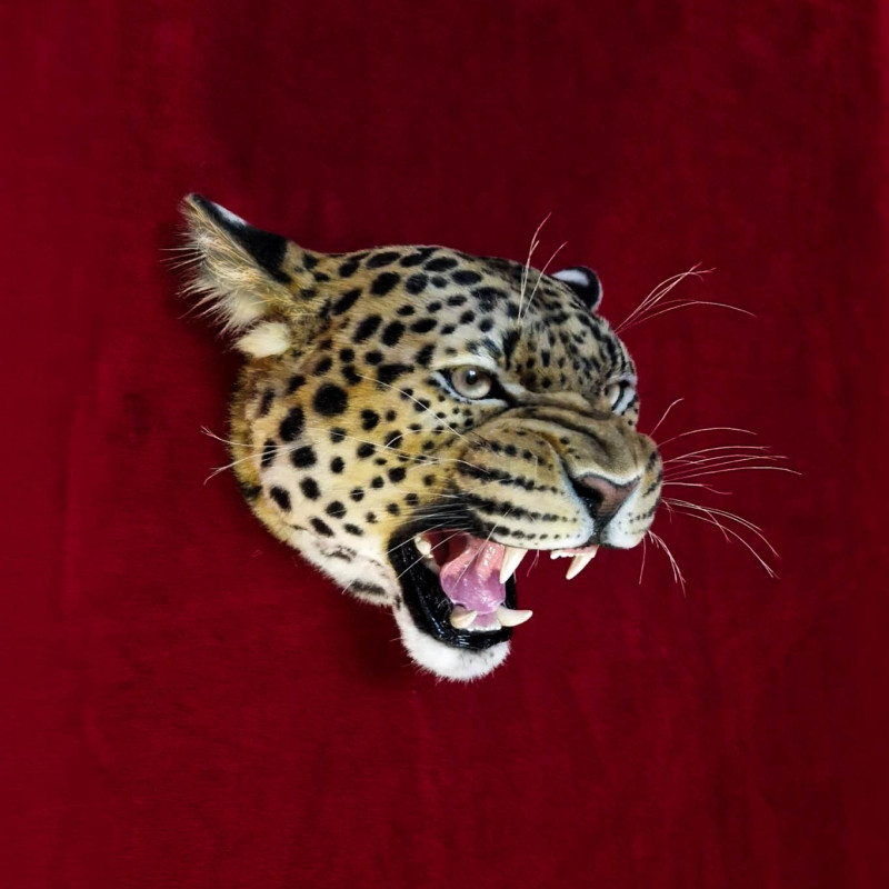 Leopard Head Replica with Head Mount