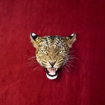 Leopard Head Replica with Head Mount