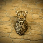 Support mural avec tête de léopard