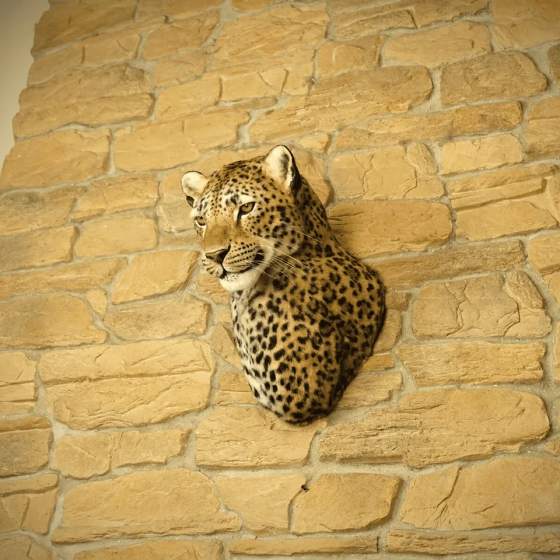 Wandhouder met luipaardkop