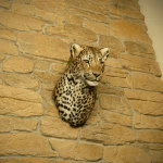 Leopard Head Wall Mount