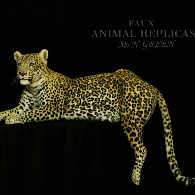 Репродукция лежащего леопарда в натуральную величину