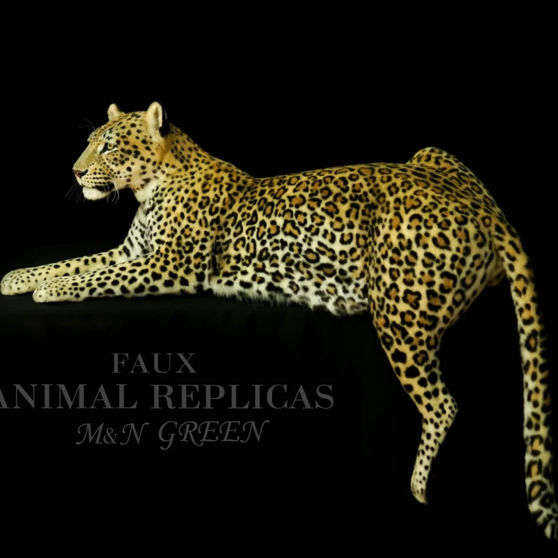 Репродукция лежащего леопарда в натуральную величину