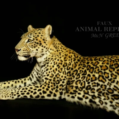 Leopard Reproduction Live Size Fake Taxidermy