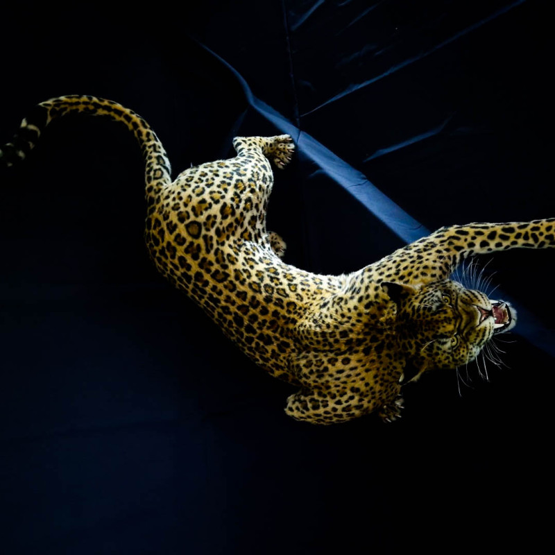 Faux Fur Leopard Life-Size Replica