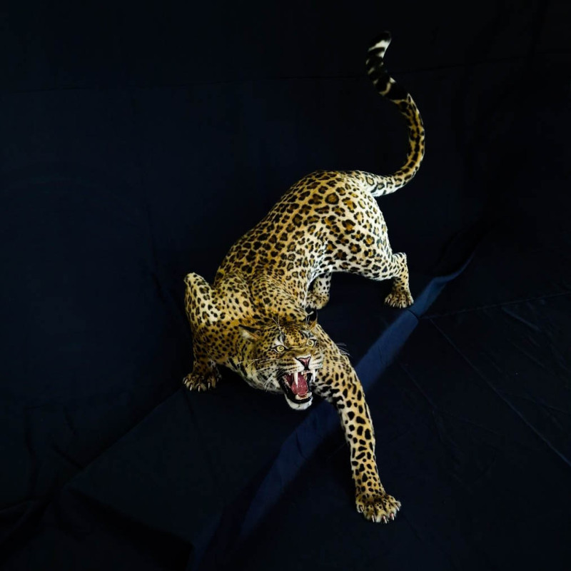 Faux Fur Leopard Life-Size Replica