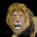 Life-Size Lion Replica