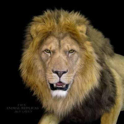 Life-Size Lion Replica