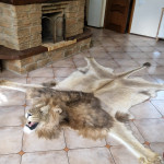 Faux Lion Skin Rug Live-Size Replica