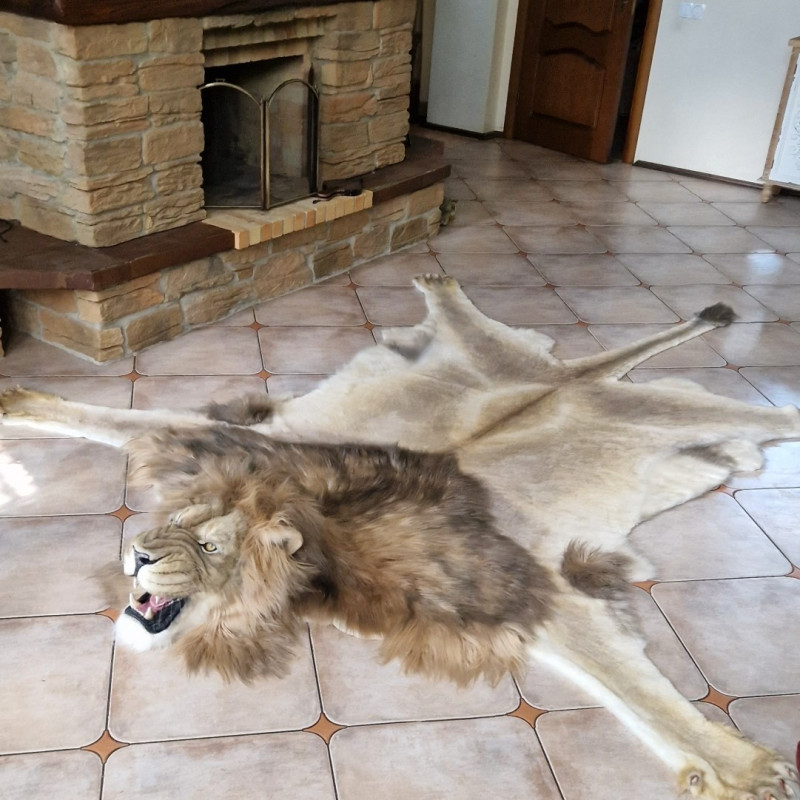 Faux Lion Skin Rug Live-Size Replica