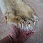 Faux Lion Skin Rug Live-Size Replica