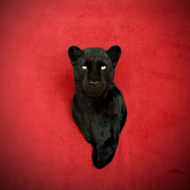 Panther Head Wall Mount