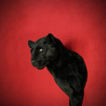 Panther Head Wall Mount