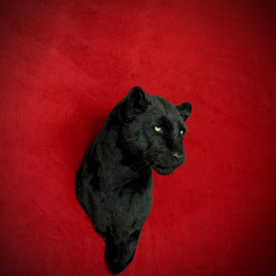 Panther Head Wall Mount