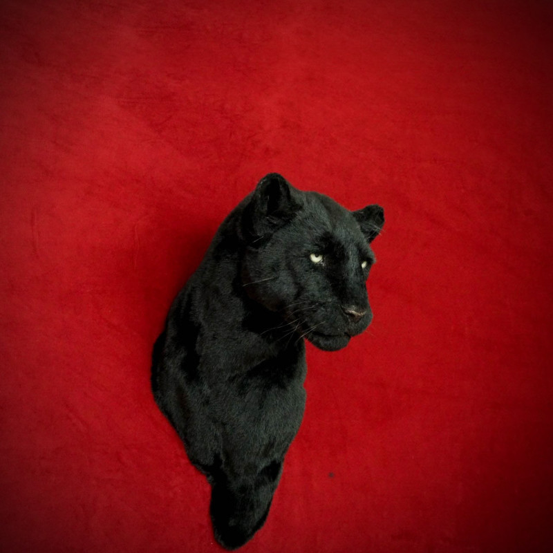 Panther Head Wall Mount