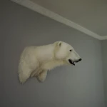 北極熊的頭位於肩膀上，安裝在牆上。