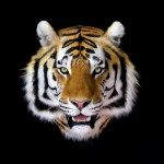 Siberian Tiger Head Replica with Shoulder Mount